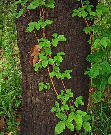 poison oak